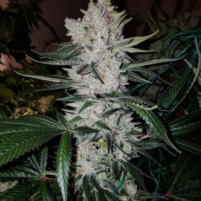 Gorilla Glue #4