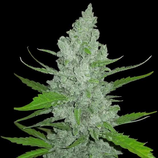 Sour Diesel