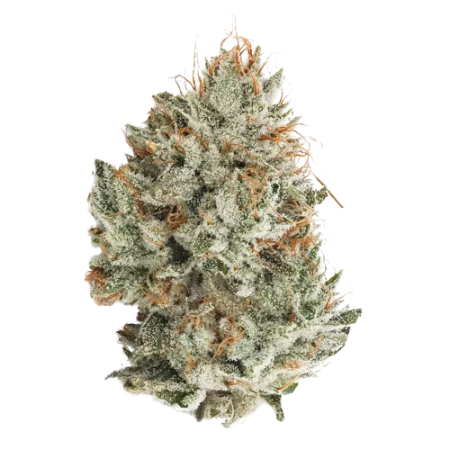 Gorilla Glue #4
